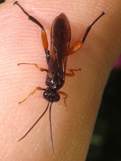 Ichneumonidae: Phaenolobus sp., maschio